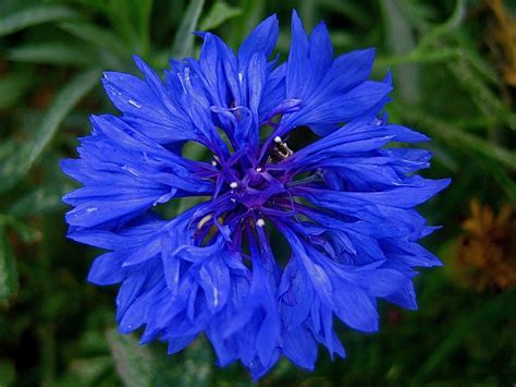 The Cornflower Blue Idol: A Portal to Otherworldly Realms